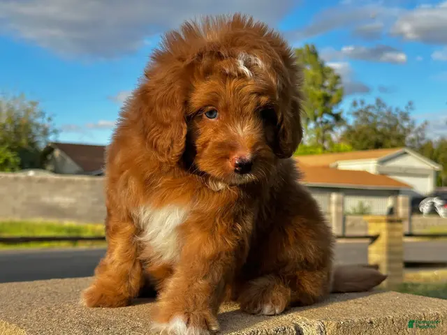 Mixed Breed dogs for sale: Red Micro Bernedoodle - Ad 2