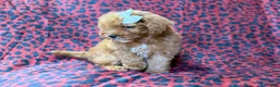 Cavapoo dogs for sale: Skittles - Ad 7