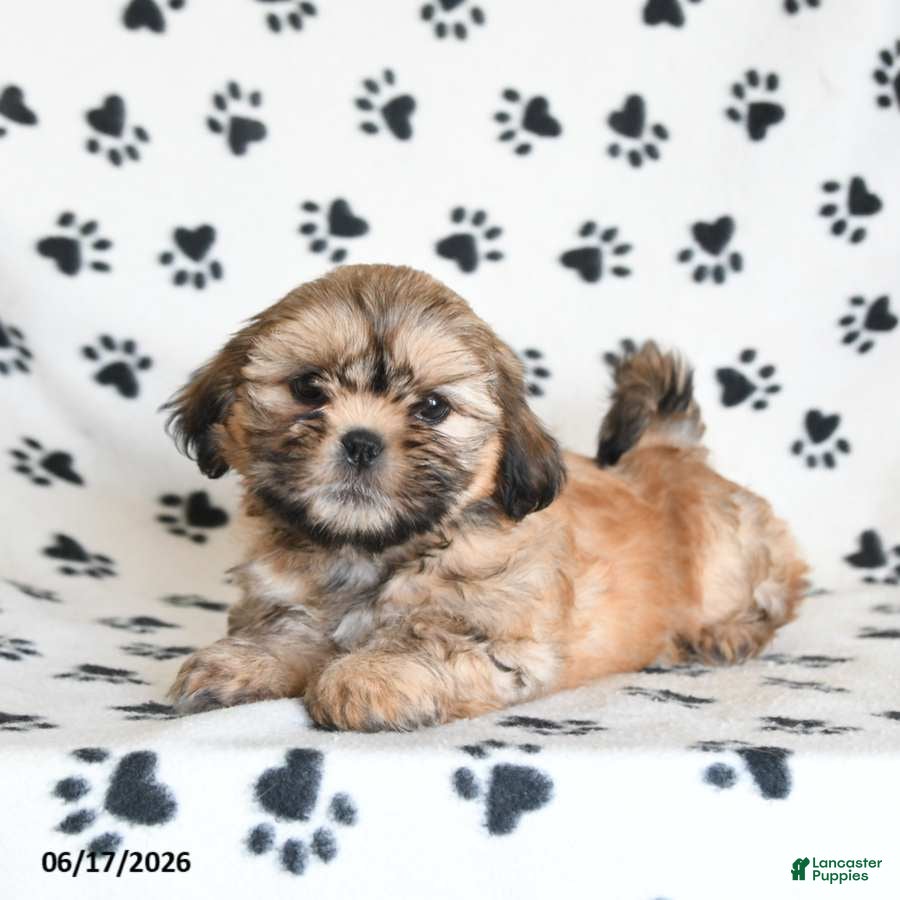 Shihpoo dogs Dora - Ad 1