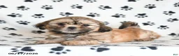 Shihpoo dogs for sale: Dora - Ad 1
