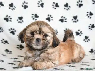 Shihpoo dogs for sale: Dora - Ad 1