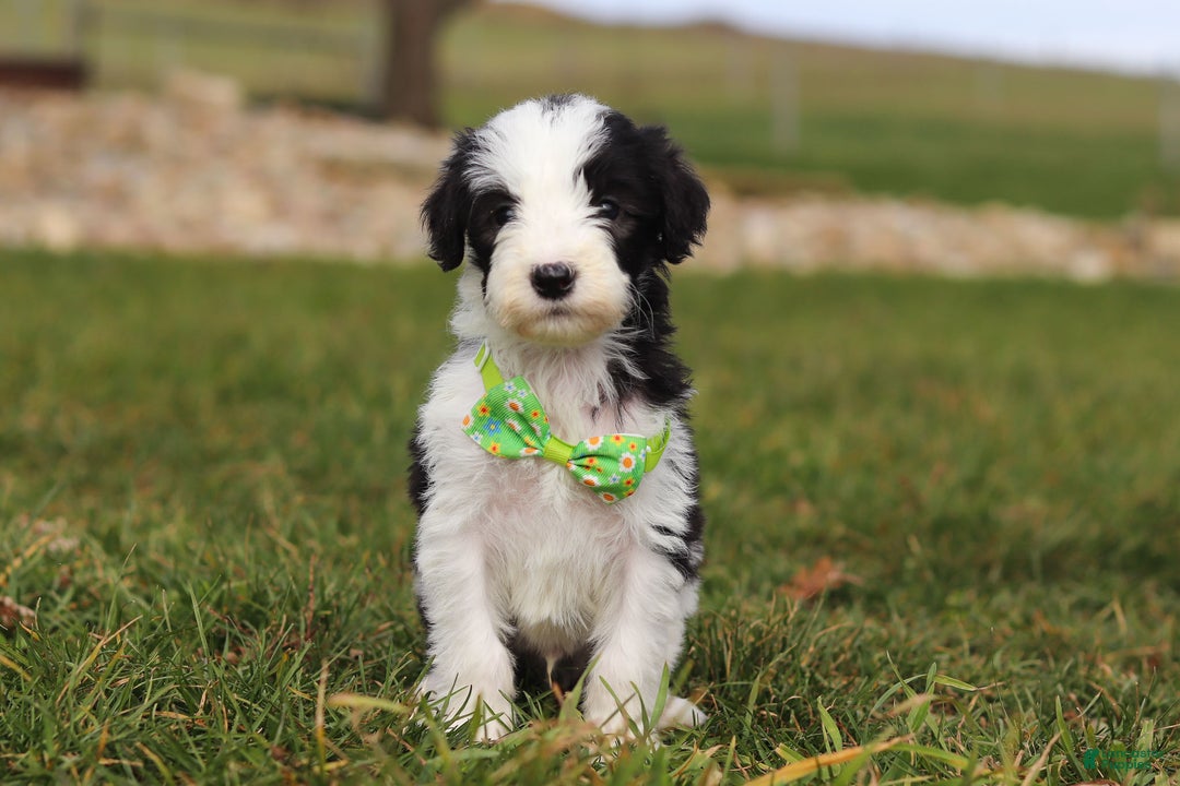 Sheepadoodle dogs for sale: Jingle - Ad 1