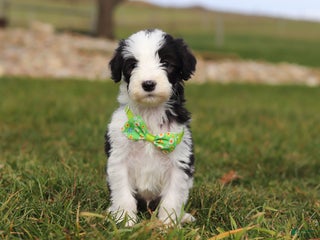 Sheepadoodle dogs Jingle - Ad 33