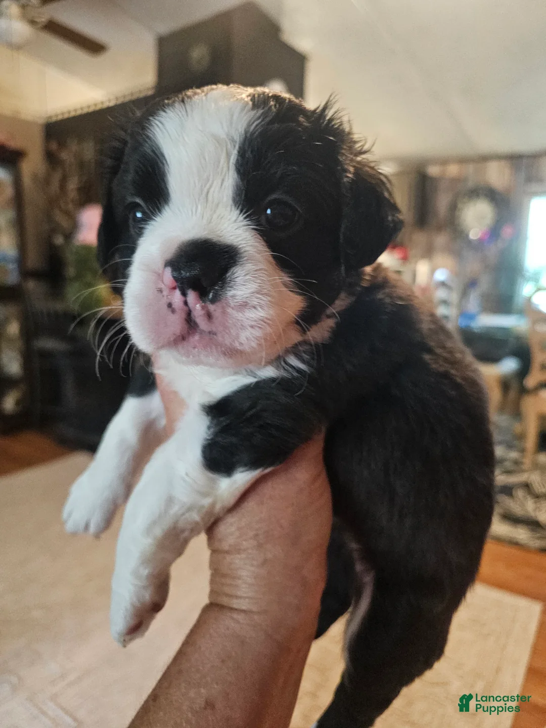 Frenchton dogs for sale: Oreo - Ad 1
