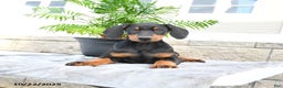 Doberman Pinscher dogs for sale: Flora   - Ad 9