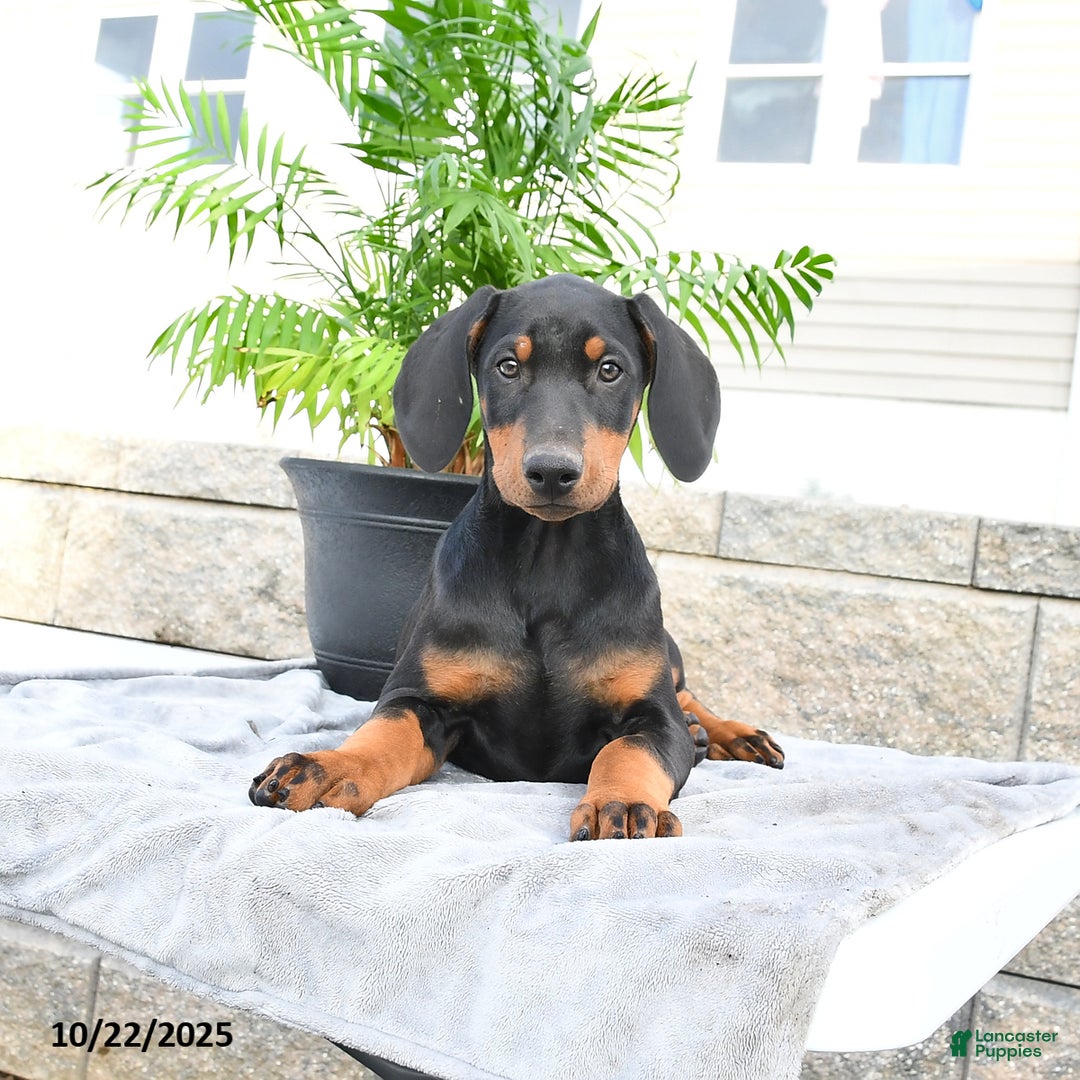 Doberman Pinscher dogs for sale: Flora   - Ad 9