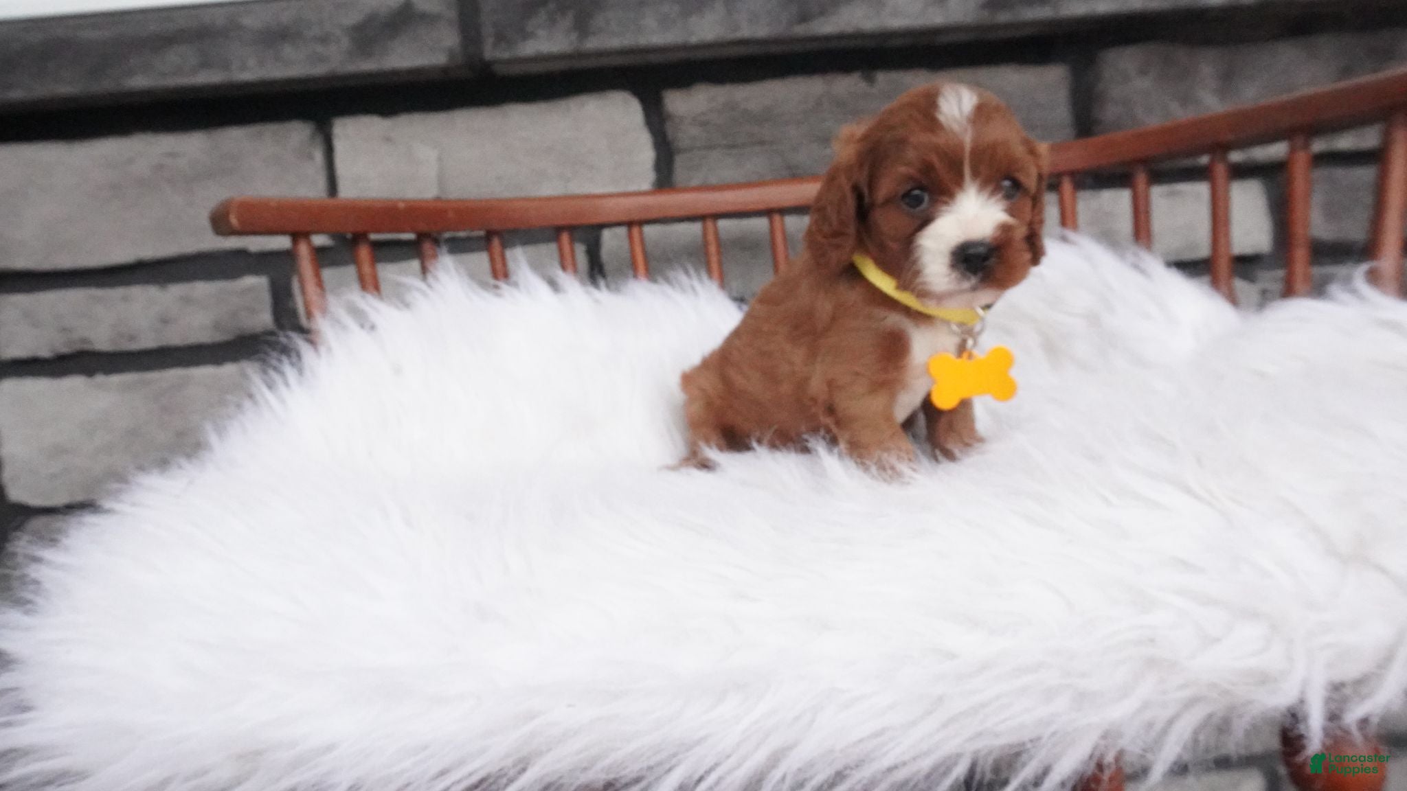 Cavapoo dogs Bessie  - Ad 2