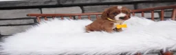 Cavapoo dogs for sale: Bessie  - Ad 7