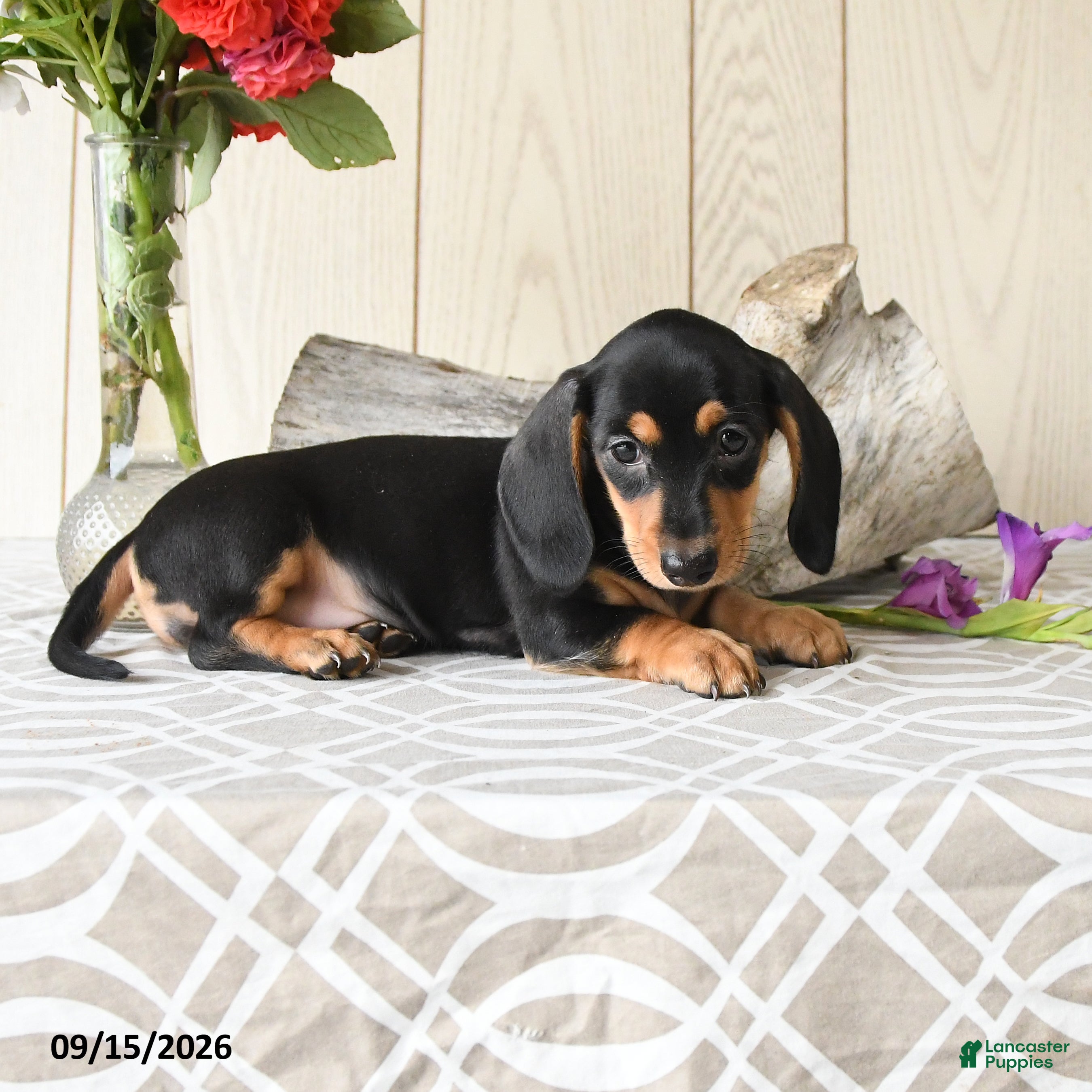 Miniature Dachshund dogs Molly - Ad 2