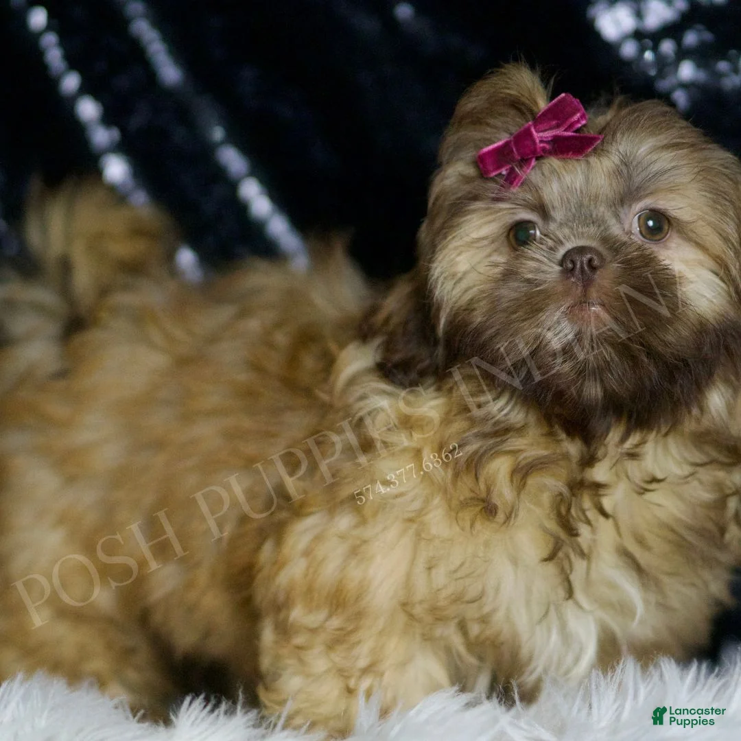 Shih Tzu dogs for sale: Gracie - Ad 2