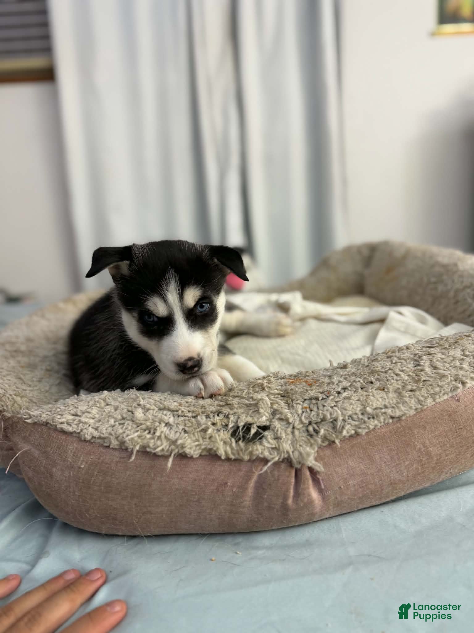 Siberian Husky dogs Maya - Ad 2