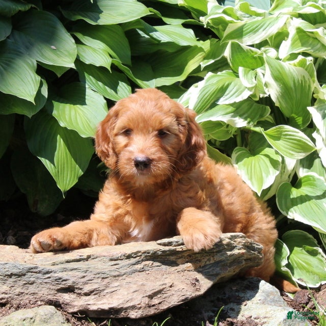 Irish Doodle dogs Reba - Ad 1