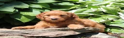 Irish Doodle dogs for sale: Reba - Ad 1