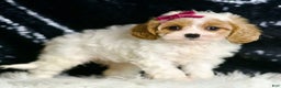 Cavapoo dogs for sale: Desiree F1  - Ad 3