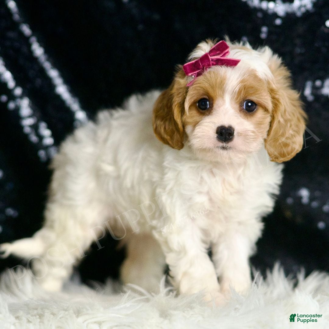 Cavapoo dogs for sale: Desiree F1  - Ad 3