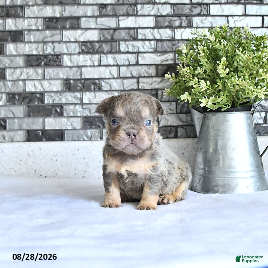 French Bulldog dogs Oliver - Ad 1