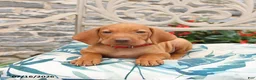 Vizsla dogs for sale: Rosemary - Ad 3