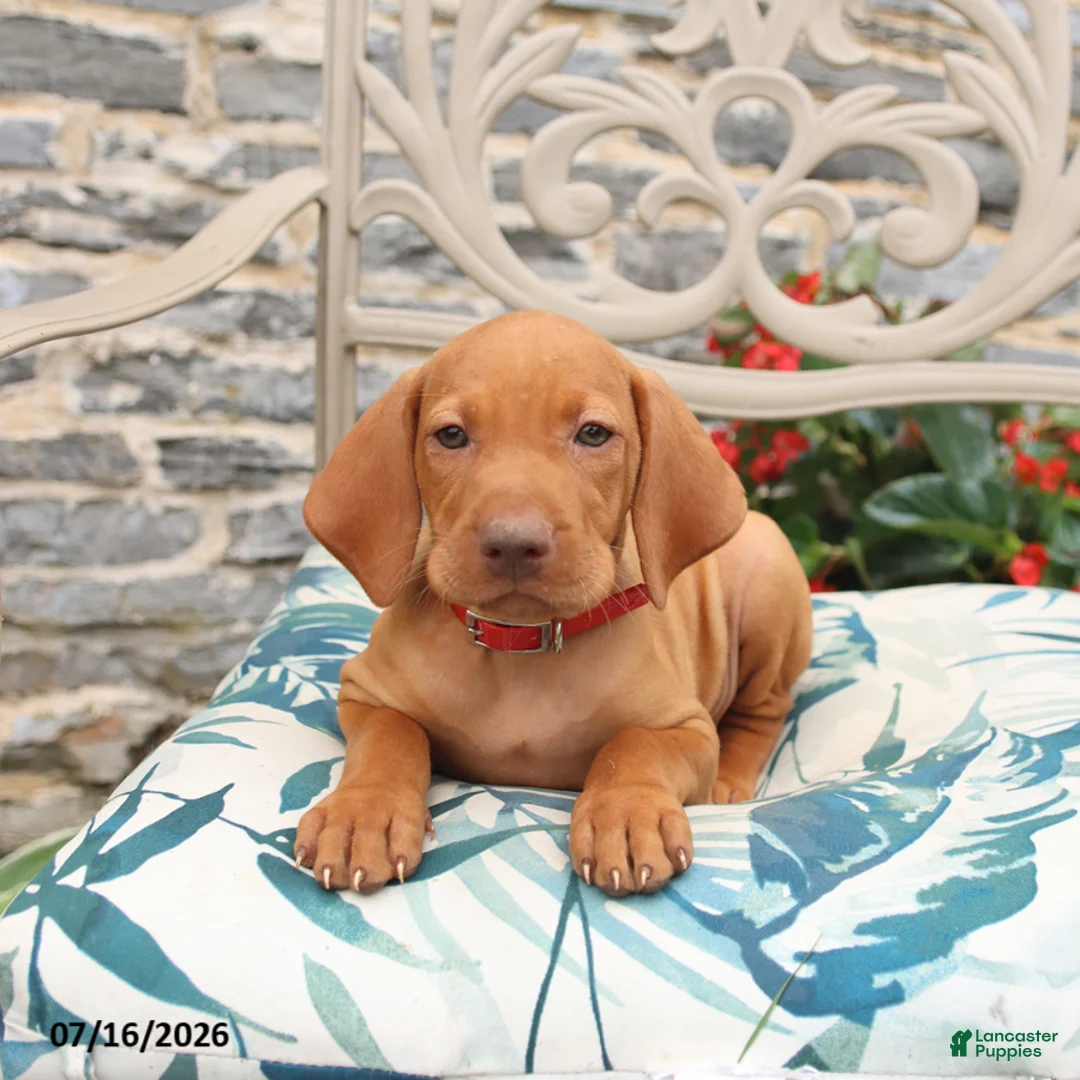 Vizsla dogs for sale: Rosemary - Ad 3