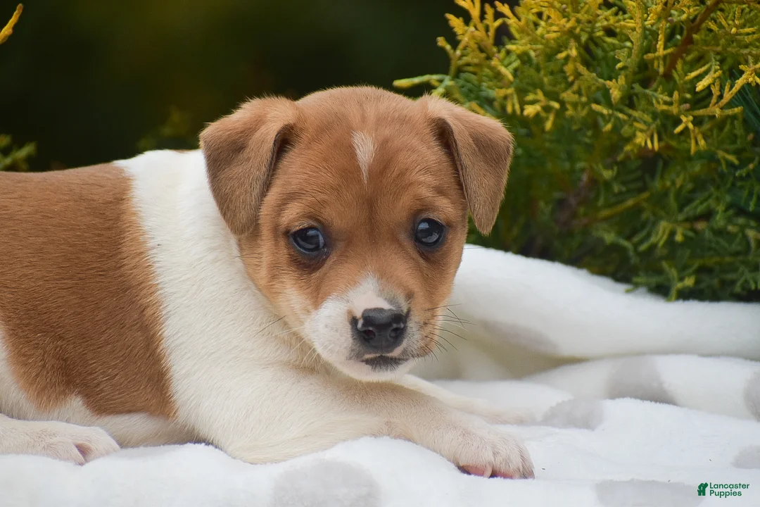 Jack Russell Terrier dogs for sale: Penny - Ad 4