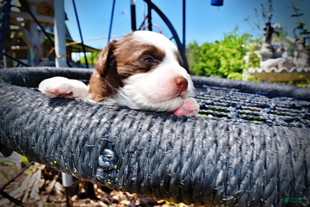 Havapoo dogs for sale: Rollo - Ad 2