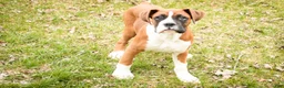 Boxer dogs for sale: Cappuccino - Ad 6