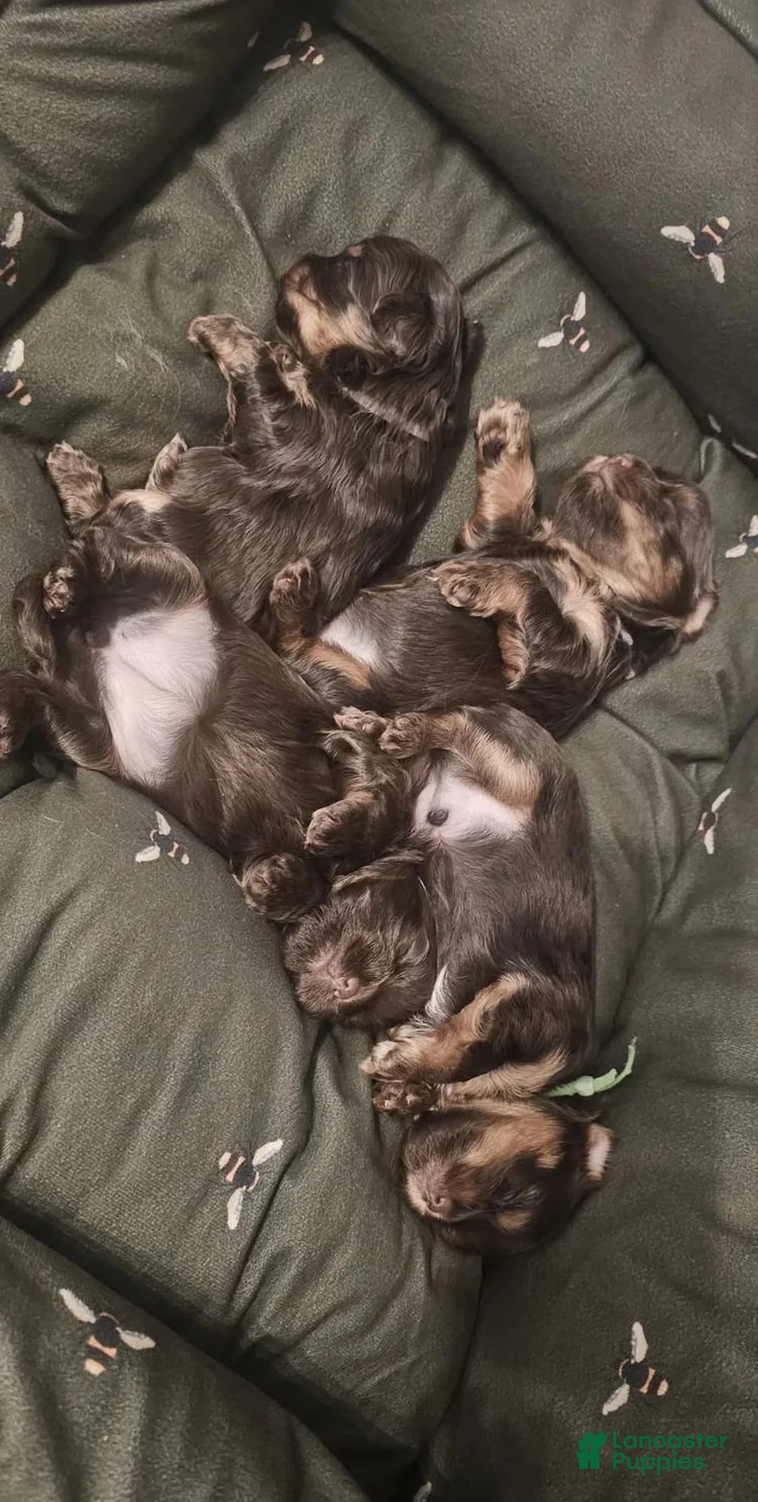 Yorkshire Terrier dogs for sale: Brownie - Ad 15