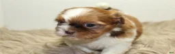 Shih Tzu dogs for sale: Lucy - Ad 4