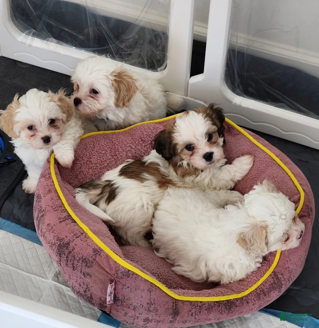 Gallery Image {{count}}