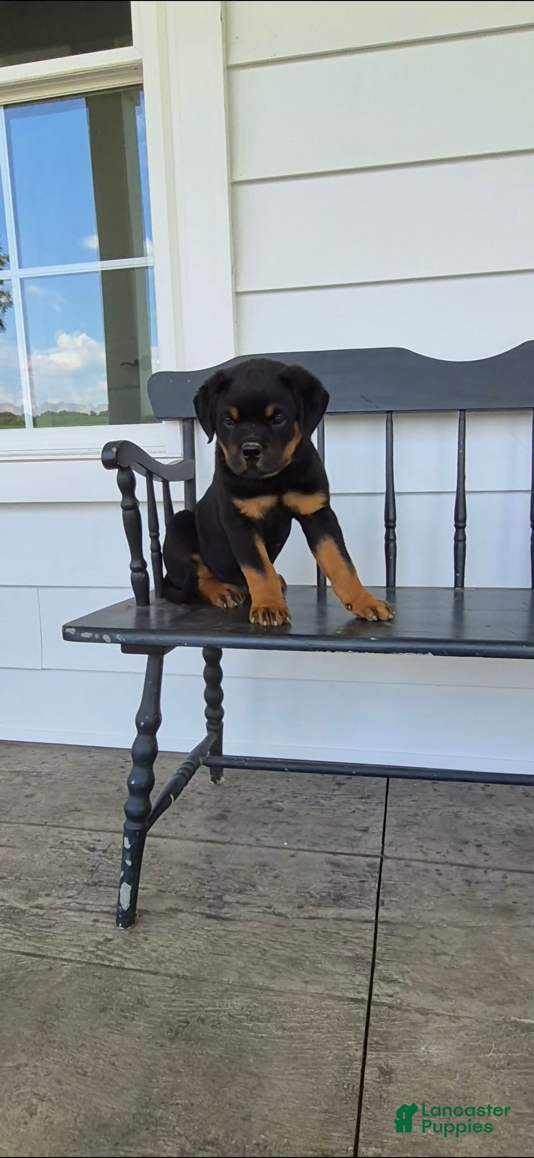 Rottweiler dogs Terry  - Ad 1
