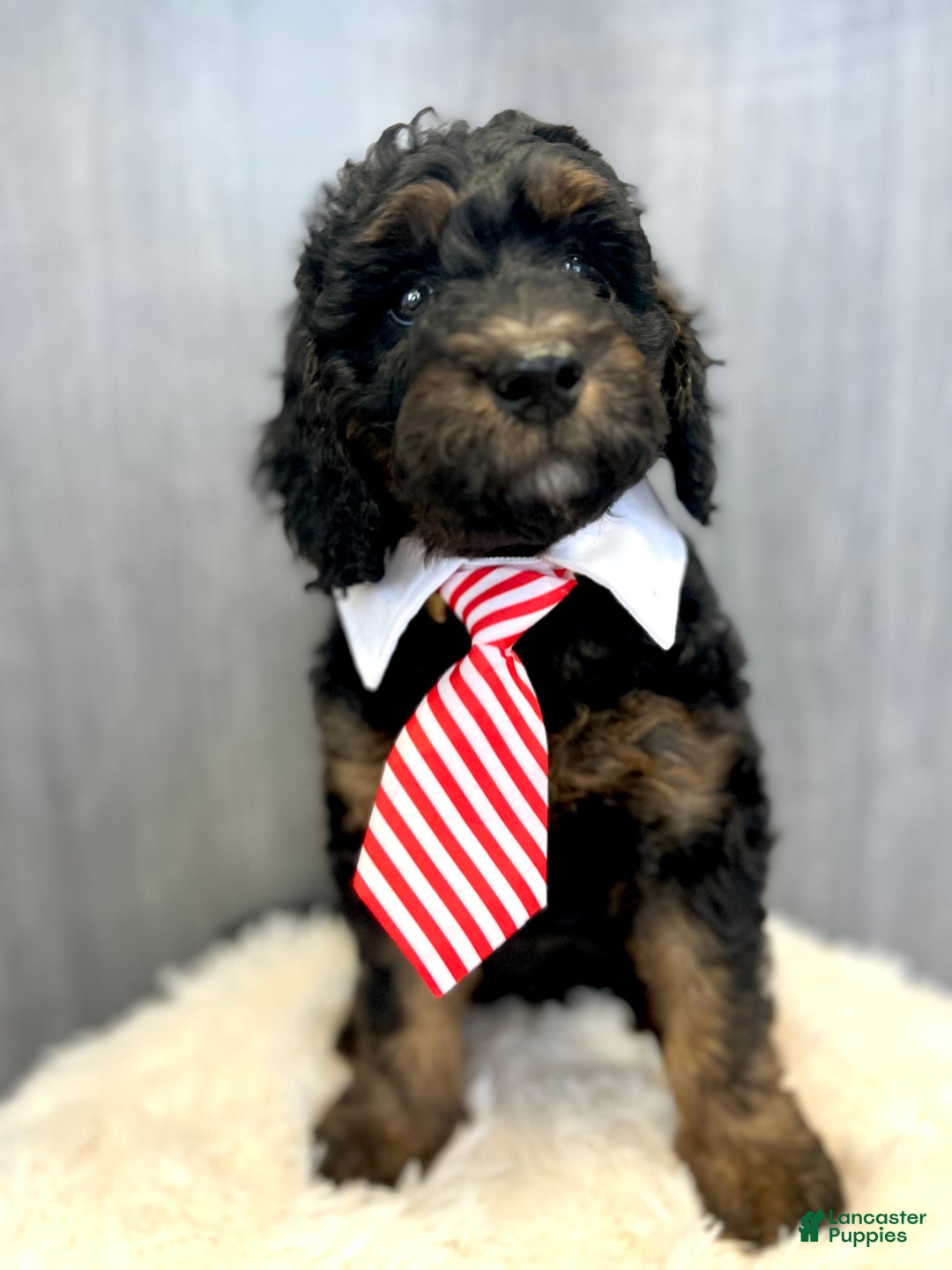 Goldendoodle dogs for sale: Smith - Ad 5