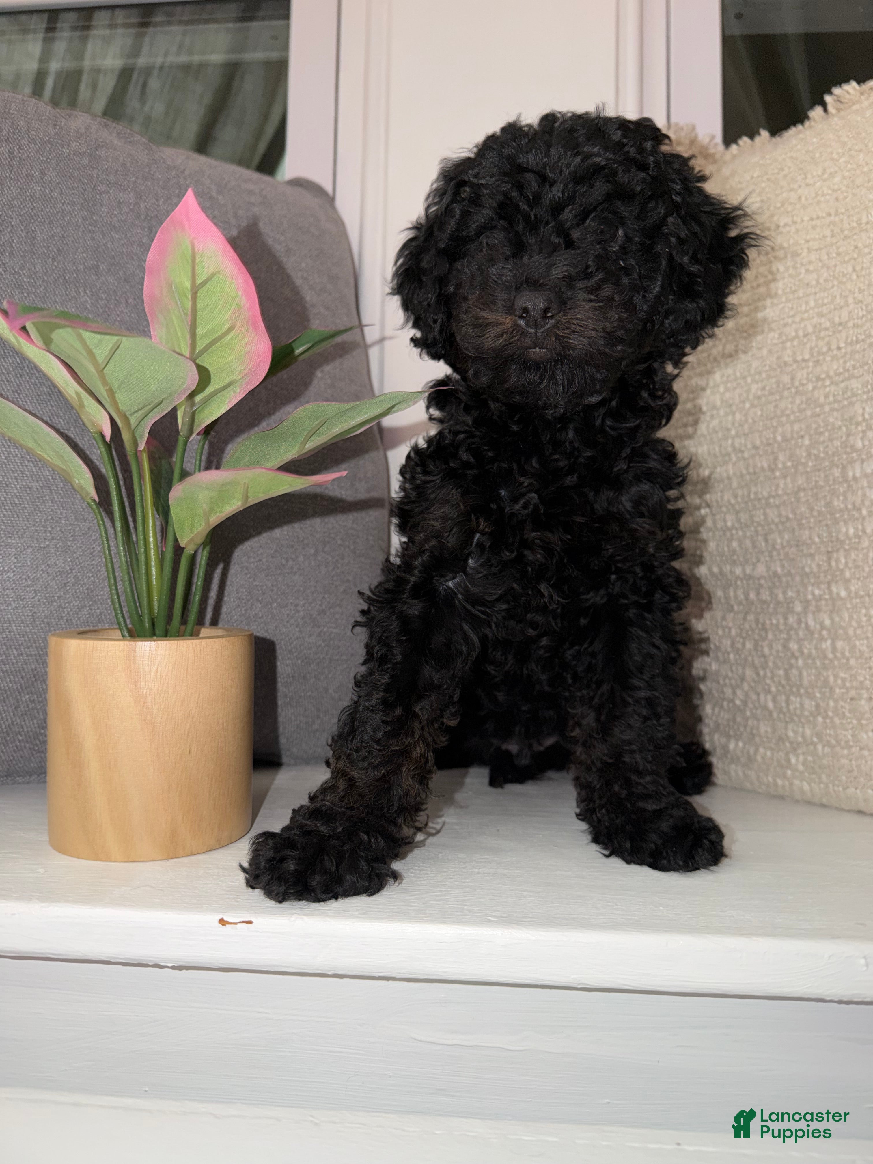 Cockapoo dogs Max - Ad 2