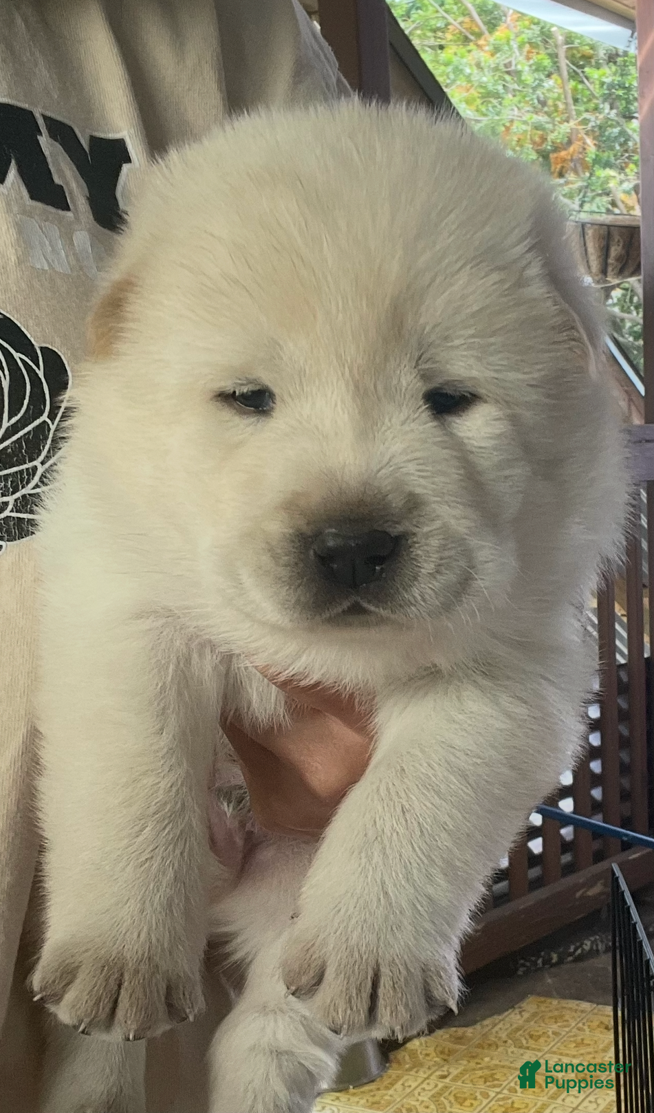Mixed Breed dogs Chowski boy - Ad 2