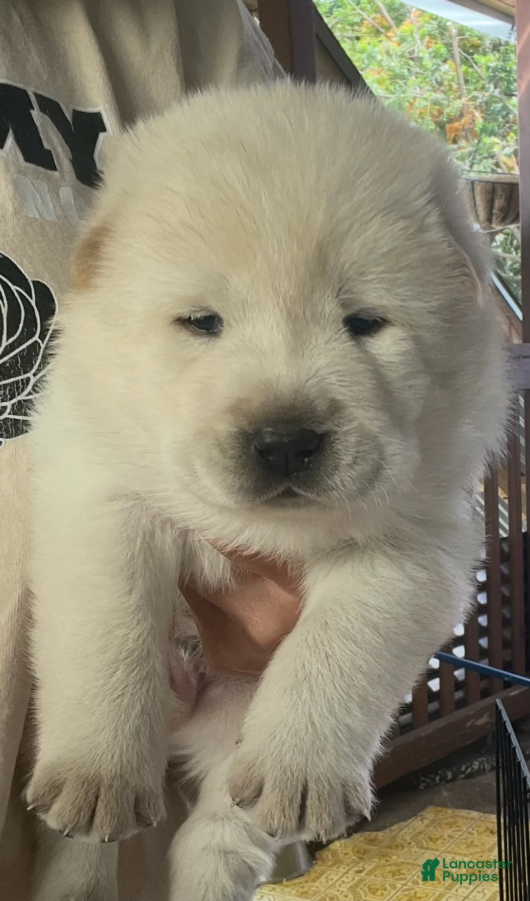 Mixed Breed dogs for sale: Chowski boy - Ad 2