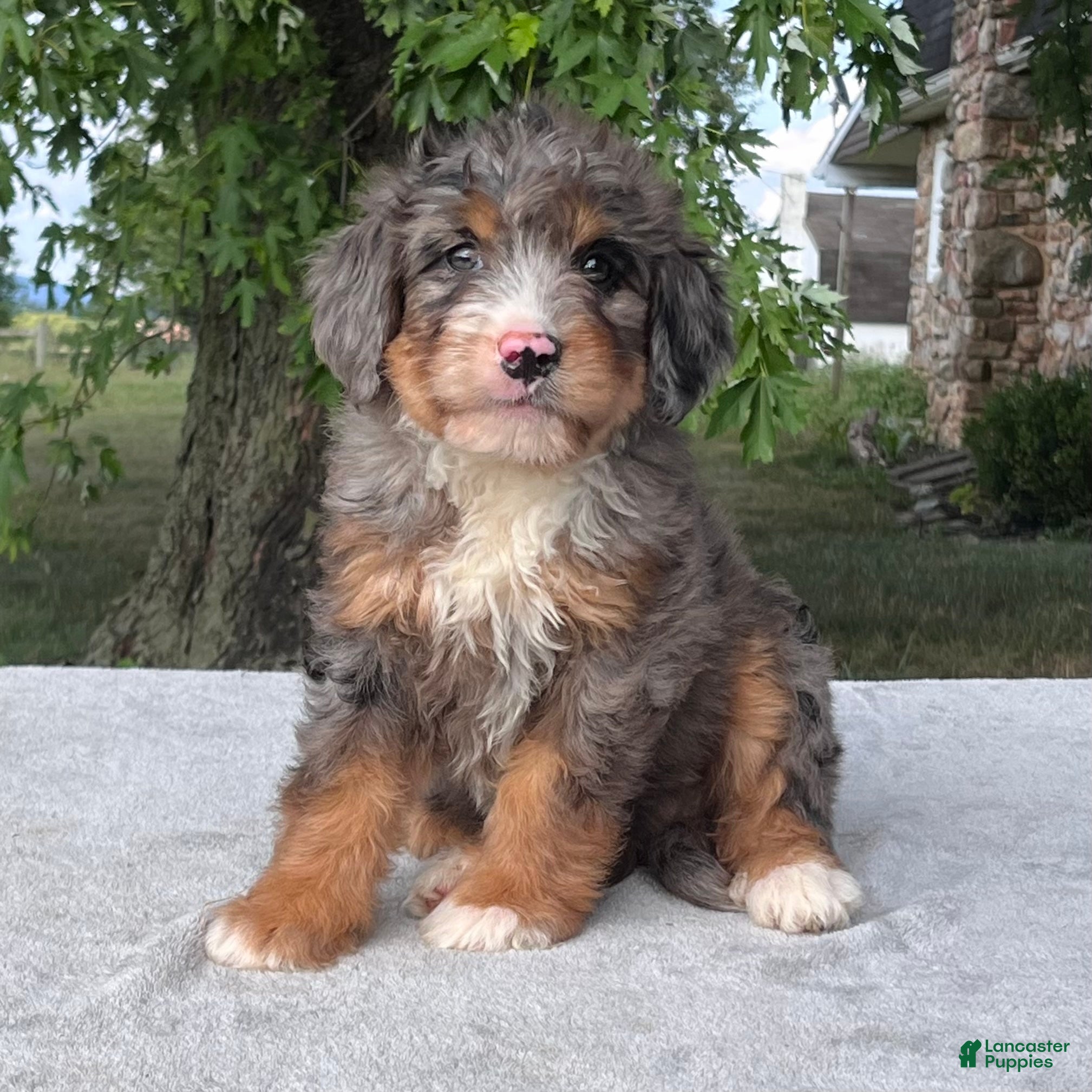 Bernedoodle dogs Tulip - Ad 1