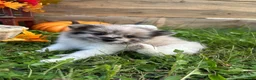 Pomeranian dogs for sale: Jacabena - Ad 4