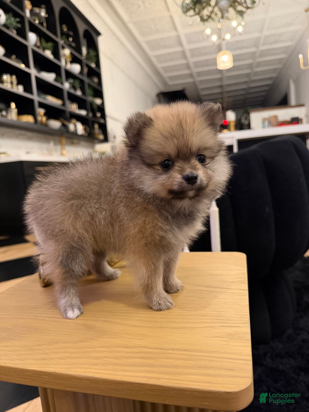Pomeranian dogs for sale: Tinkerbell - Ad 4