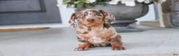 Dachshund dogs for sale: Macchiato - Ad 5