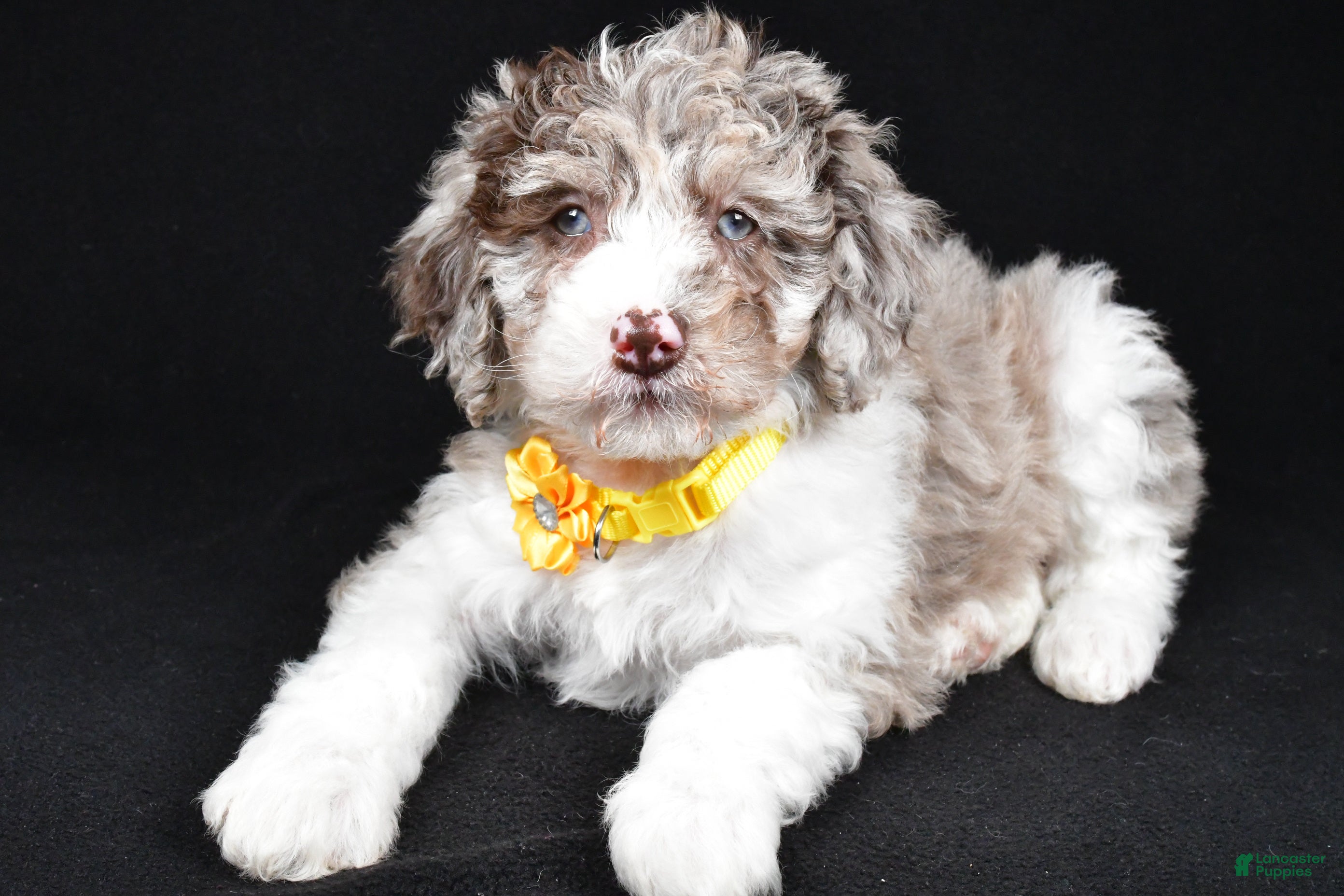 Sheepadoodle dogs Candy - Ad 2
