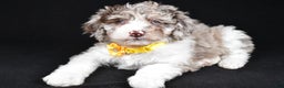Sheepadoodle dogs for sale: Candy - Ad 2