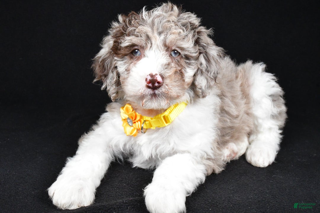 Sheepadoodle dogs for sale: Candy - Ad 2