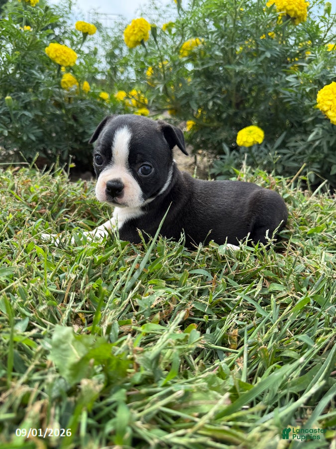 Boston Terrier dogs Holly - Ad 1