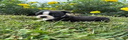 Boston Terrier dogs for sale: Holly - Ad 1