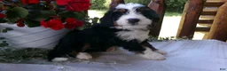 Mini Bernedoodle dogs for sale: Blake - Ad 5