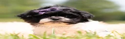 Shih Tzu dogs for sale: Zoa - Ad 2