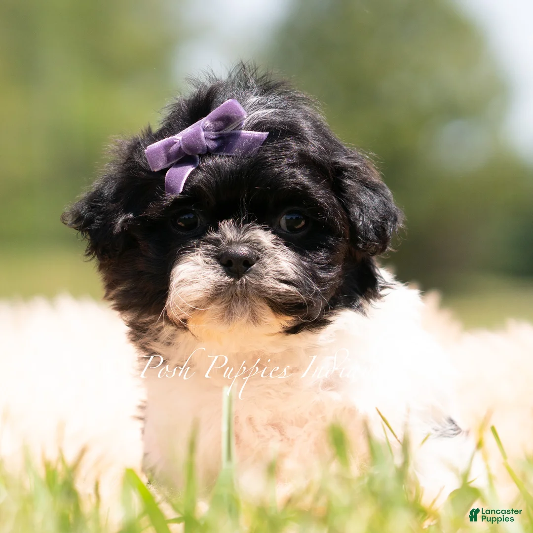 Shih Tzu dogs for sale: Zoa - Ad 2