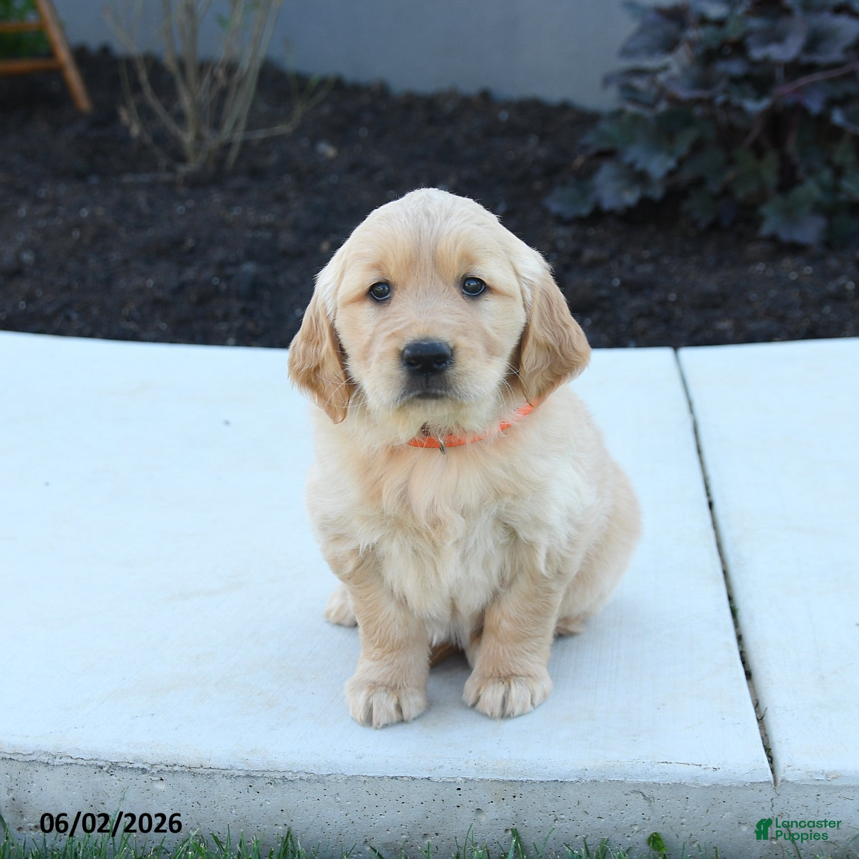 Golden Retriever dogs for sale: Wendy - Ad 4