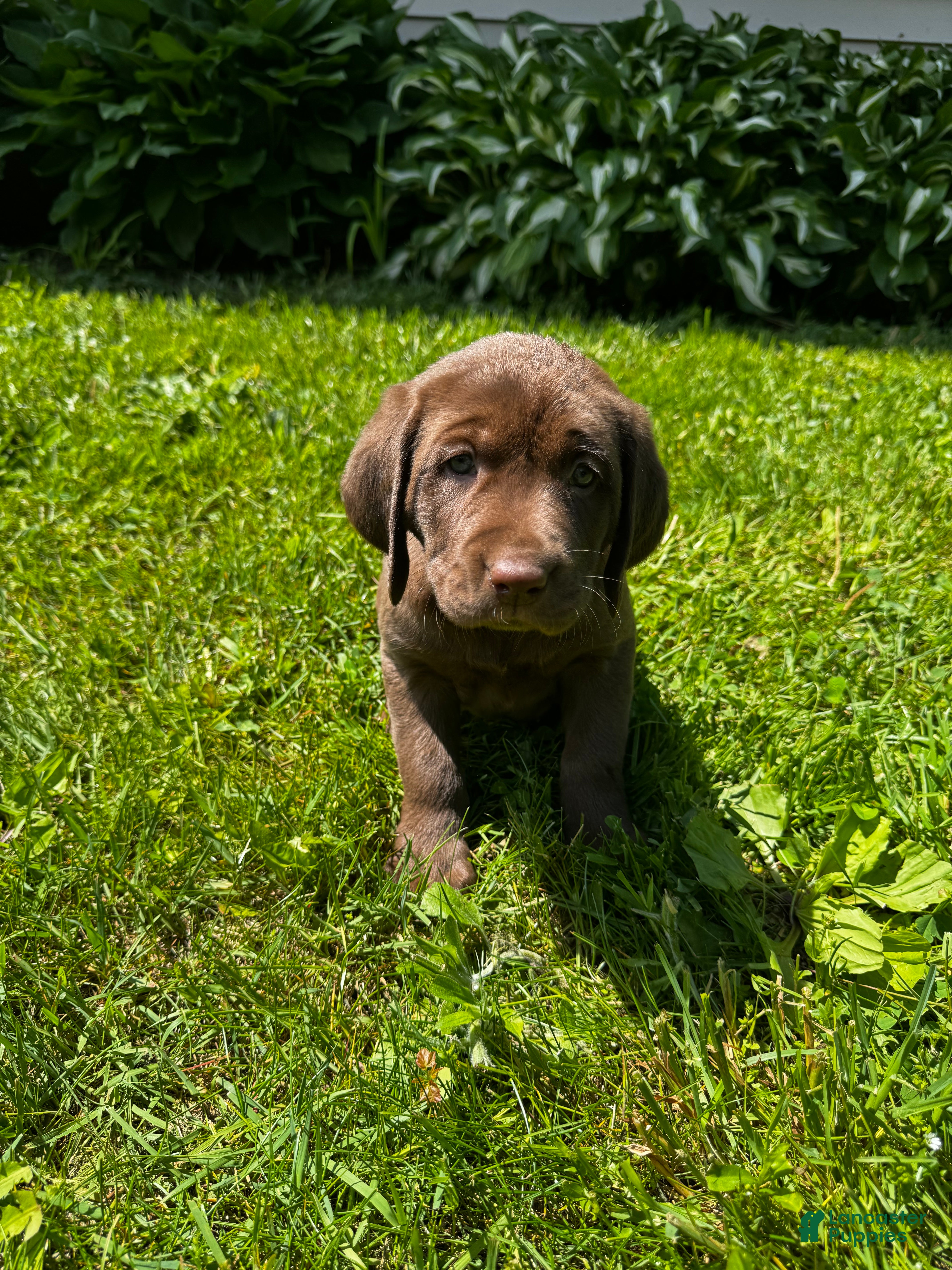 Labrador Retriever dogs Pierre - Ad 17