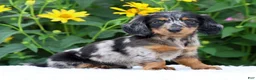 Miniature Dachshund dogs for sale: Brianni - Ad 3