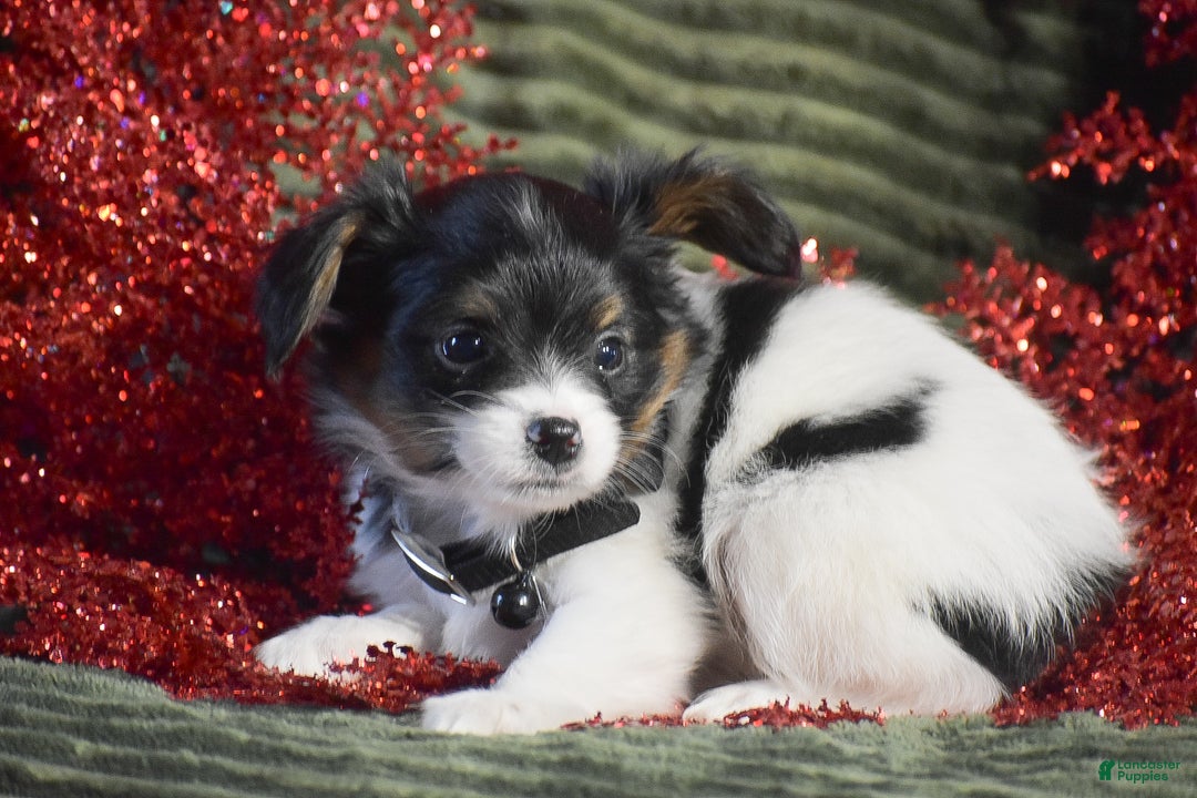 Papillon dogs for sale: Boston - Ad 1