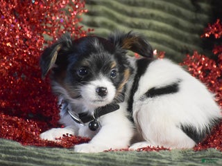 Papillon dogs Boston - Ad 5